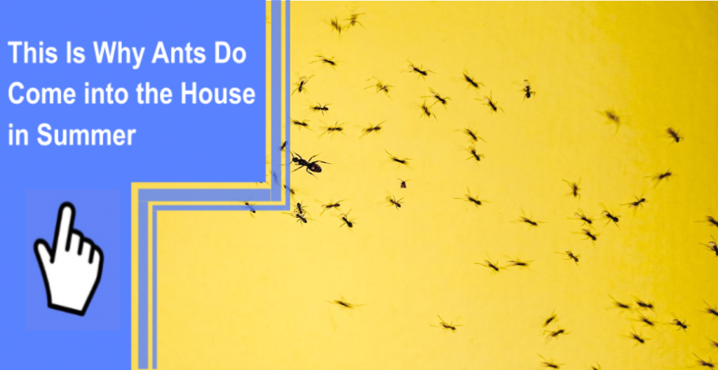 ants in house in summer