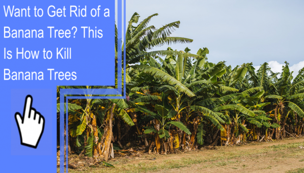 how to kill banana trees