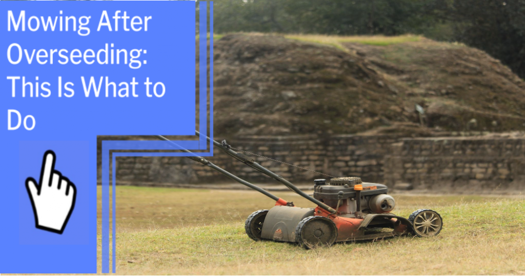 mowing after overseeding